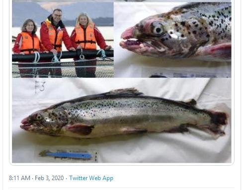 The Faces of Scottish Salmon Feb 2020 Tweet 3 Feb 2020 Julie Oscar #2