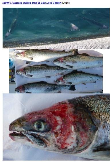 Letter to RSPCA re welfare abuse on RSPCA Assured salmon farms 5 February 2020 #1 j