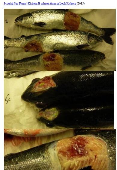 Letter to RSPCA re welfare abuse on RSPCA Assured salmon farms 5 February 2020 #1 k