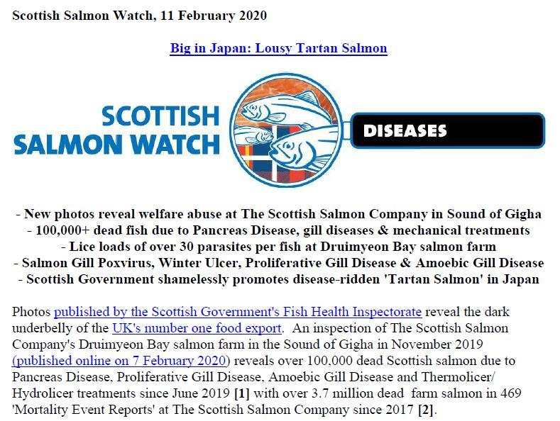 PR Big in Japan - Lousy Tartan Salmon 11 Feb 2020 #1 PR Big in Japan - Lousy Tartan Salmon 11 Feb 2020 #1