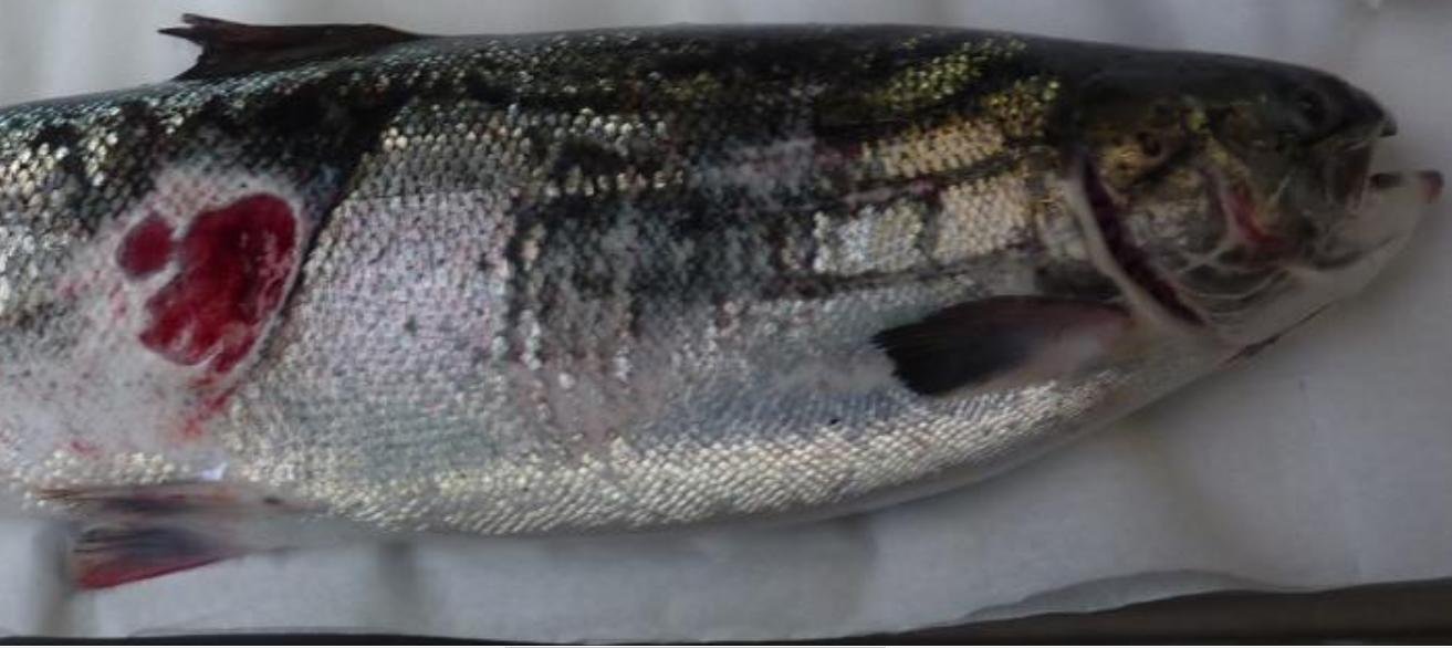 Druimyeon Bay Nov 2019 #3 Photo Druimyeon Bay Nov 2019 #3 Photo