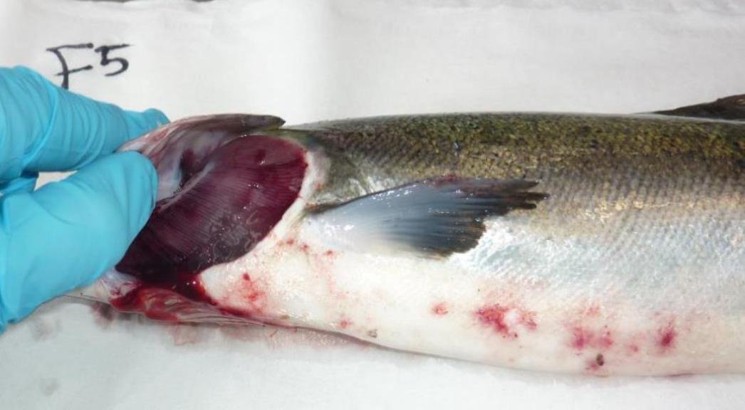 Druimyeon Bay Nov 2019 #5 Photo Druimyeon Bay Nov 2019 #5 Photo