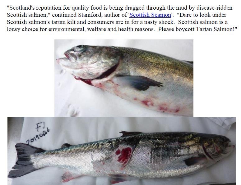 PR Big in Japan - Lousy Tartan Salmon 11 Feb 2020 #3 Don quote #2 PR Big in Japan - Lousy Tartan Salmon 11 Feb 2020 #3 Don quote #2