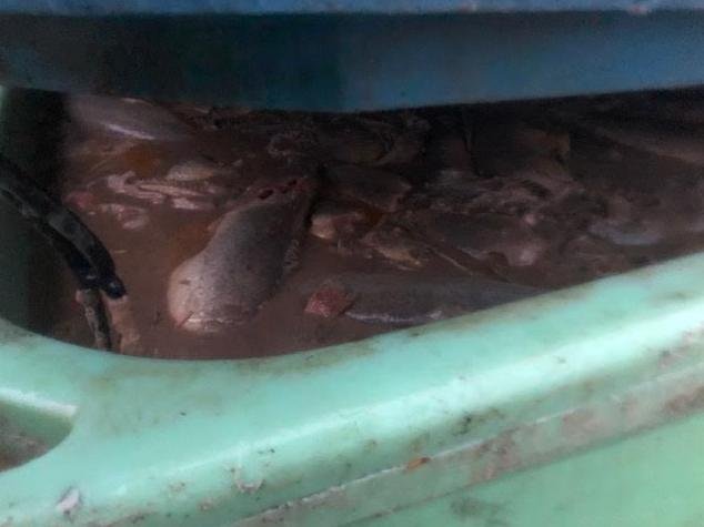 Photo Ardintoul Mowi land base 2 Nov 2019 #9 soupy morts Photo Ardintoul Mowi land base 2 Nov 2019 #9 soupy morts