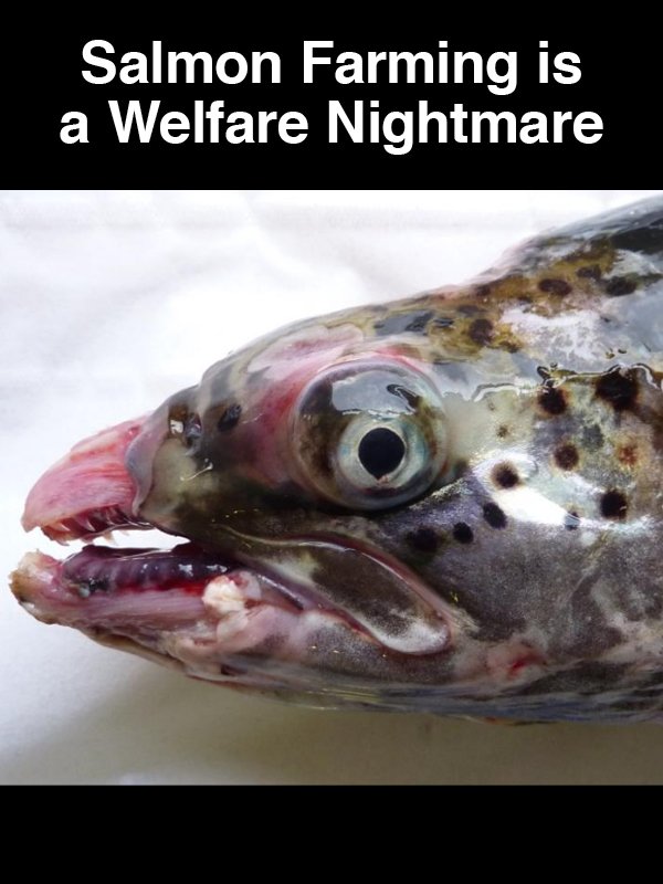 #1 Salmon Farming is a Welfare Nightmare