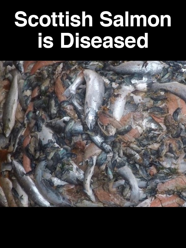 #12 Scottish Salmon is Dieased