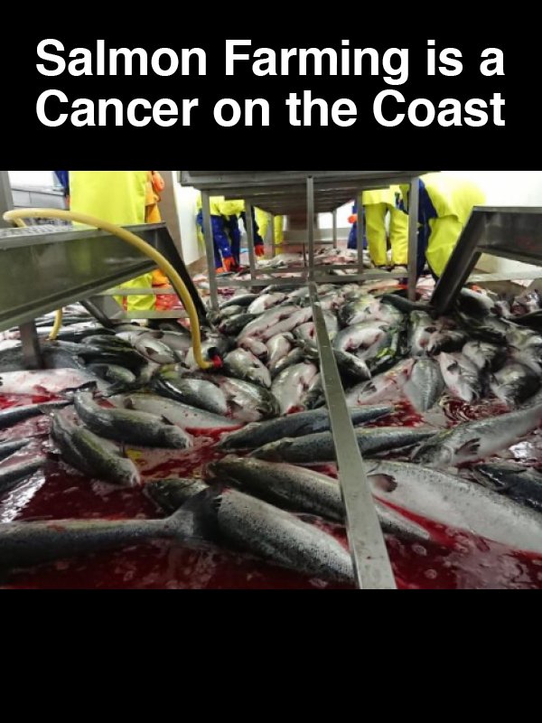 #9 Salmon Farming is a Cancer on the Coast