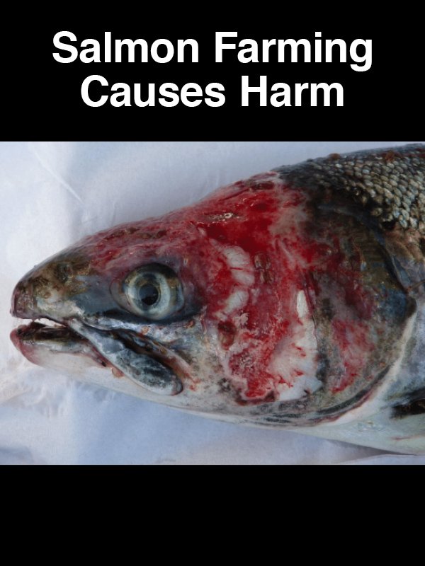 #24 Salmon Farming Causes Harm
