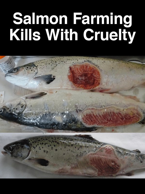 #16 Salmon Farming Kills with Cruelty