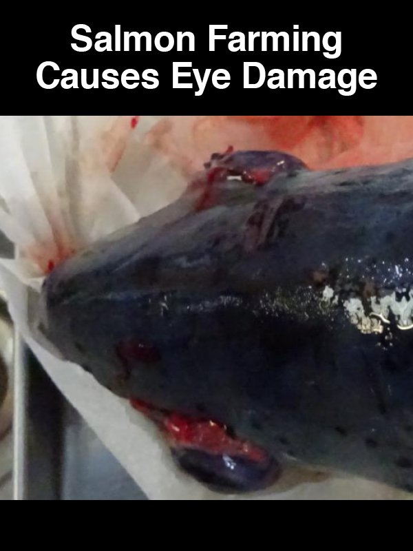 #3 Salmon Farming Causes Eye Damage