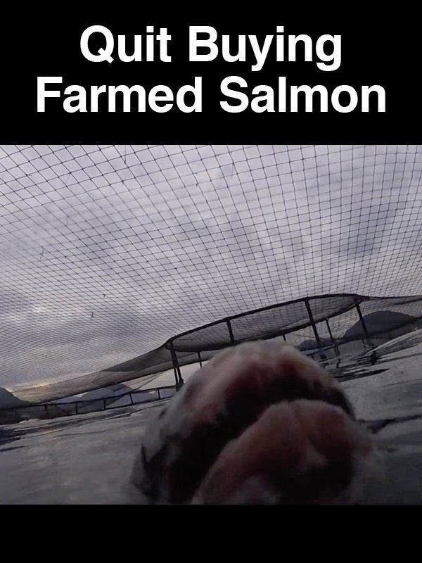 #21 Quit Buying Farmed Salmon