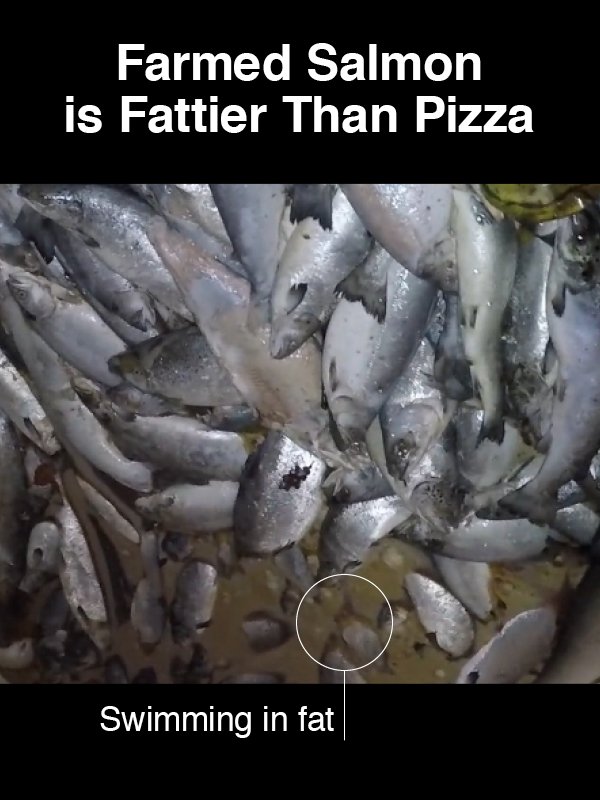 #15 Farmed Salmon is Fattier than Pizza