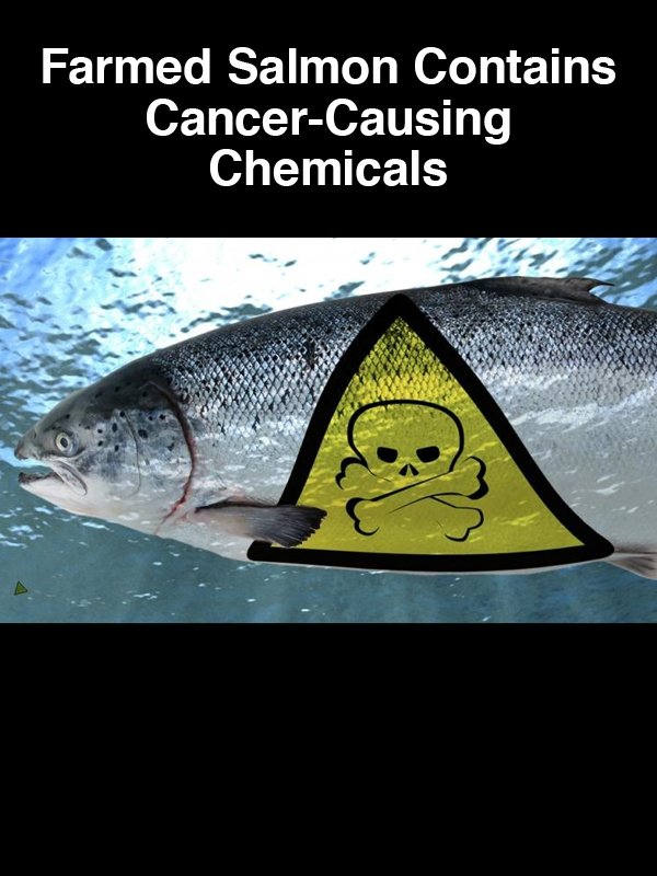 #10 Farmed Salmon Contains Cancer Causing Chemicals