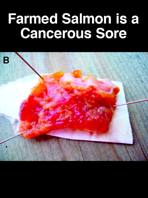 #27 Farmed Salmon is a Cancerous Sore