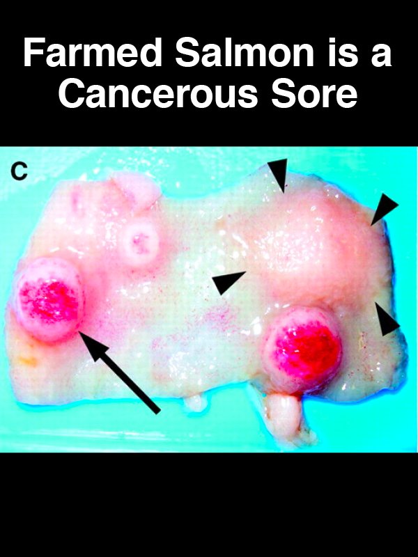 #28 Farmed Salmon is a Cancerous Sore