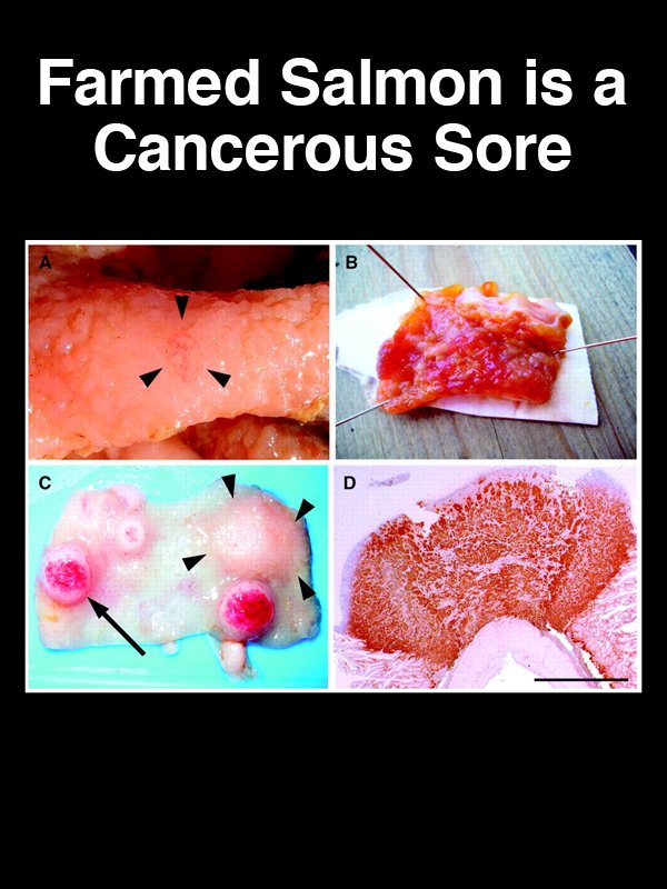 #25 Farmed Salmon is a Cancerous Sore Group version