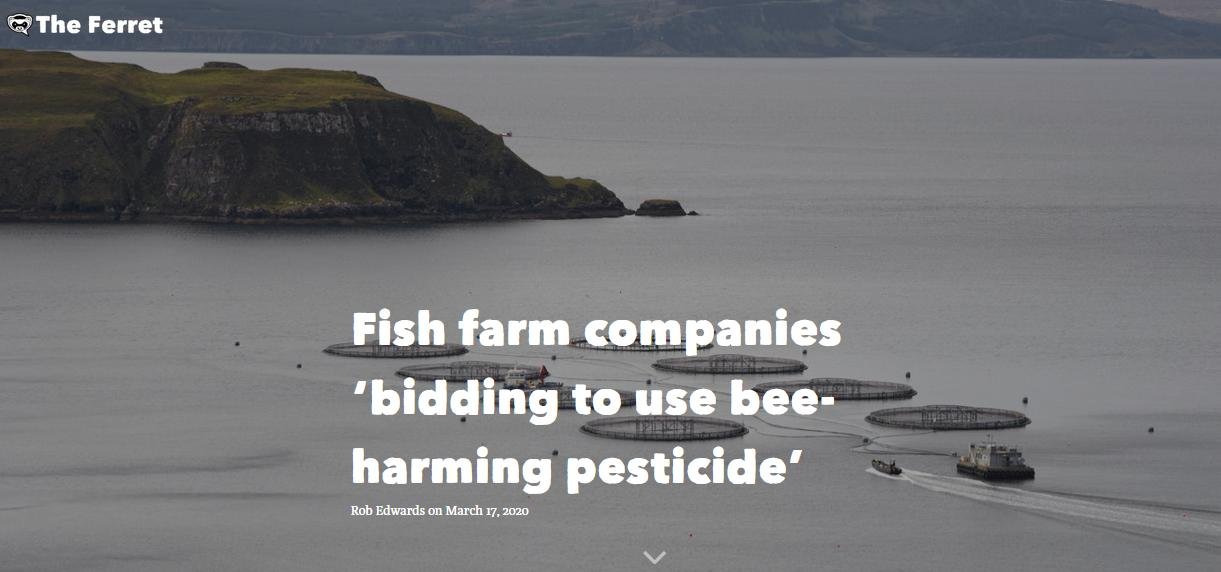 Ferret 17 March 2020 #1