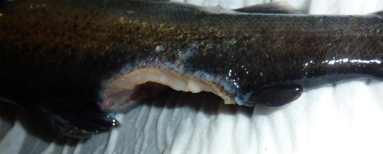 Jan 2020 FHI #1 Ormsary 2nd visit photo #8