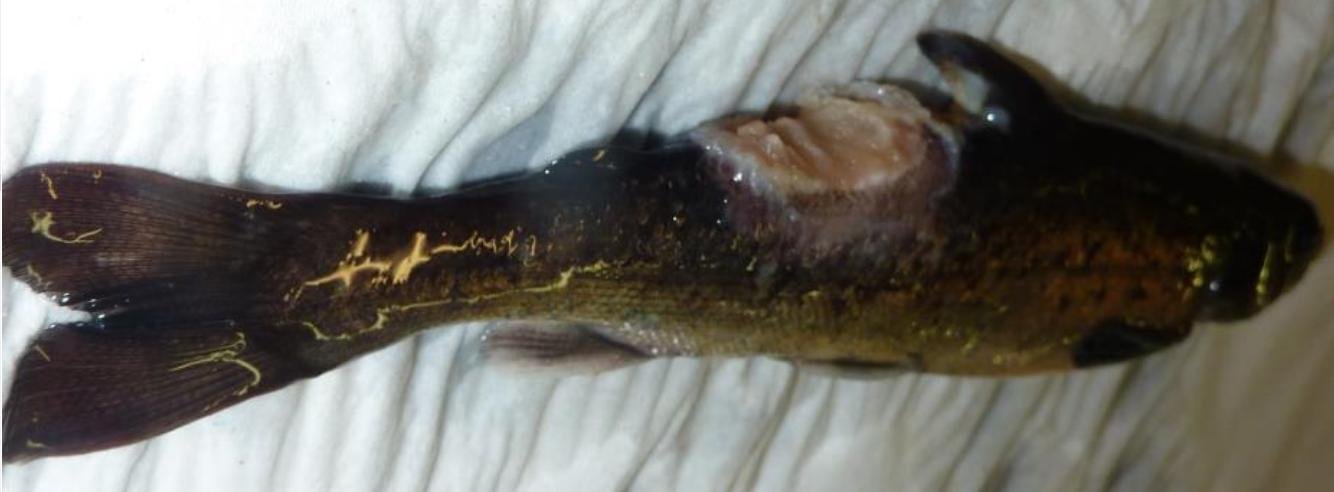 Jan 2020 FHI #1 Ormsary 2nd visit photo #9