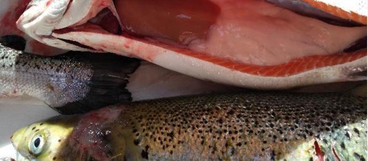 North Shore Oct 2019 Photo #6 North Shore Oct 2019 Photo #6