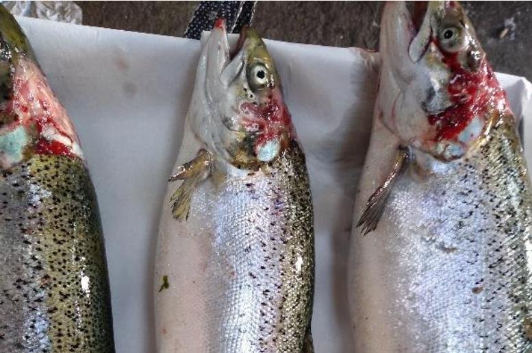 North Shore Oct 2019 Photo #7 North Shore Oct 2019 Photo #7