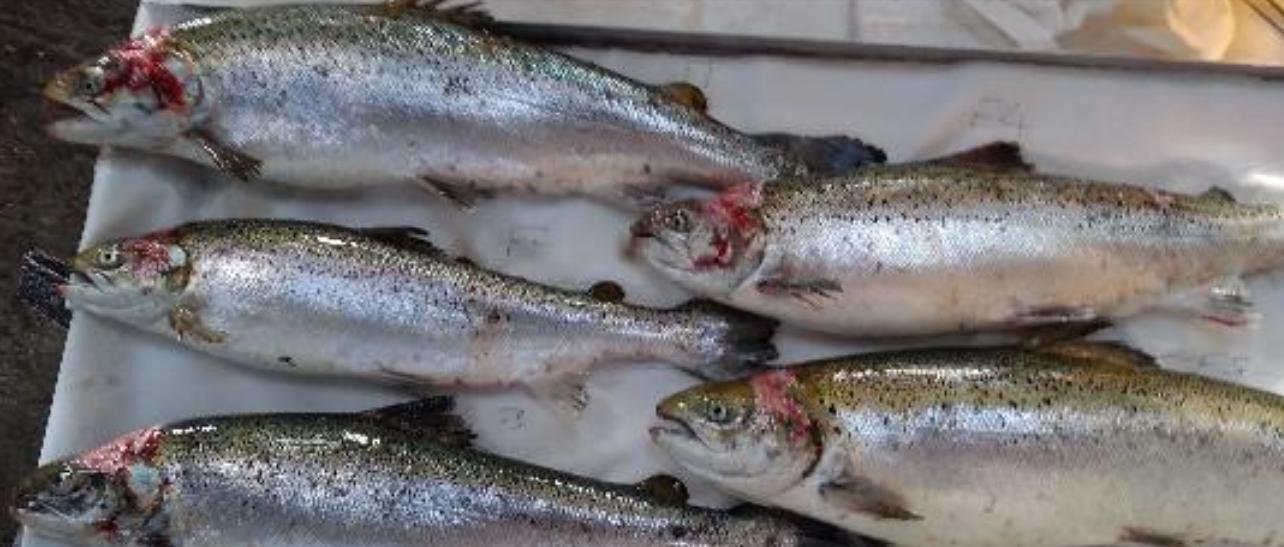 North Shore Oct 2019 Photo #9 North Shore Oct 2019 Photo #9