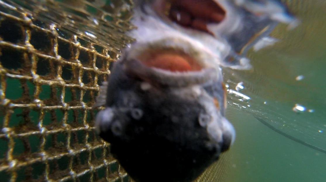 Photo #28 dead cleaner fish red balloon