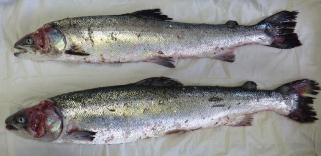 Kishorn blog Jan 2020 #6