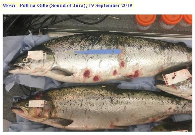 Poll Na Gille published FHI 19 Dec 2019 Case Info blog