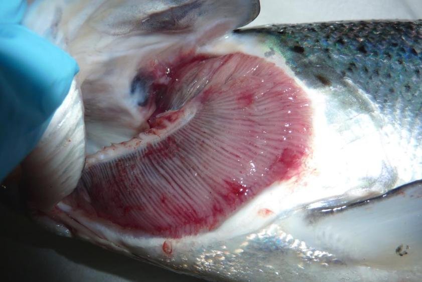 Ardintoul FHI 17 Oct 2019 Photo #1