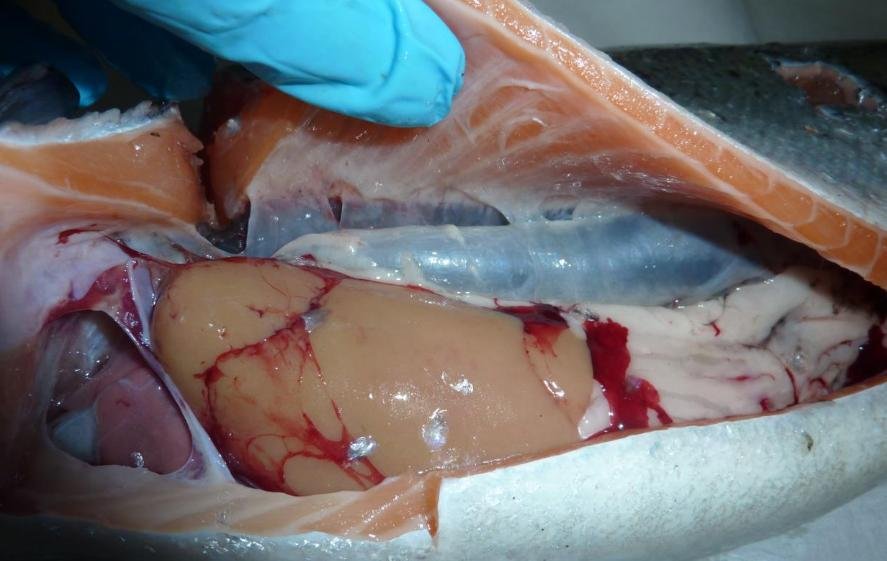 Ardintoul FHI 17 Oct 2019 Photo #2