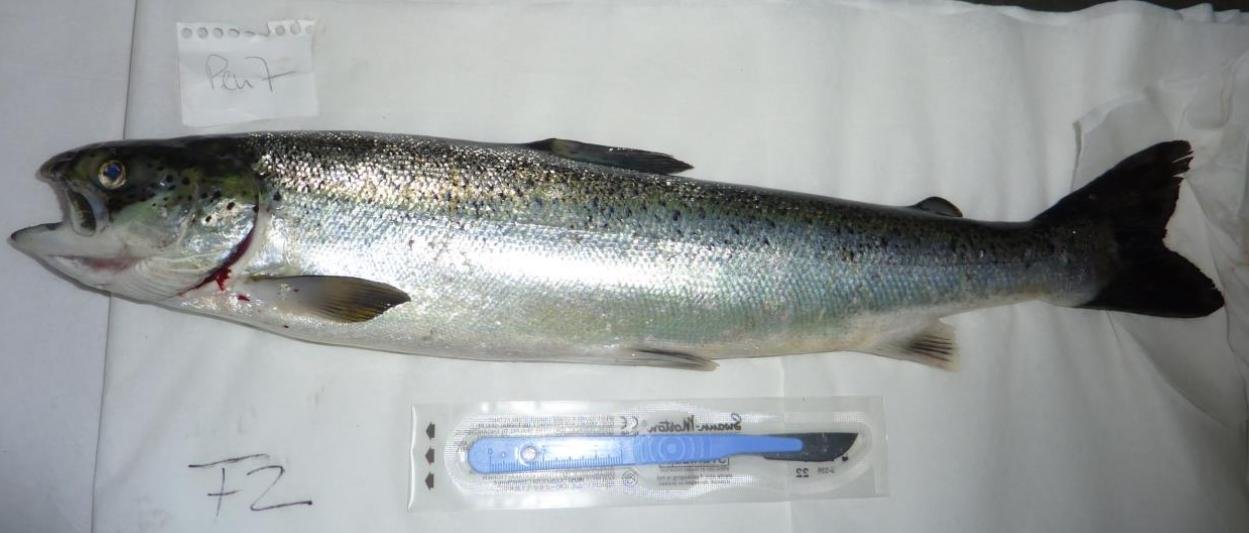 Ardintoul FHI 17 Oct 2019 Photo #4