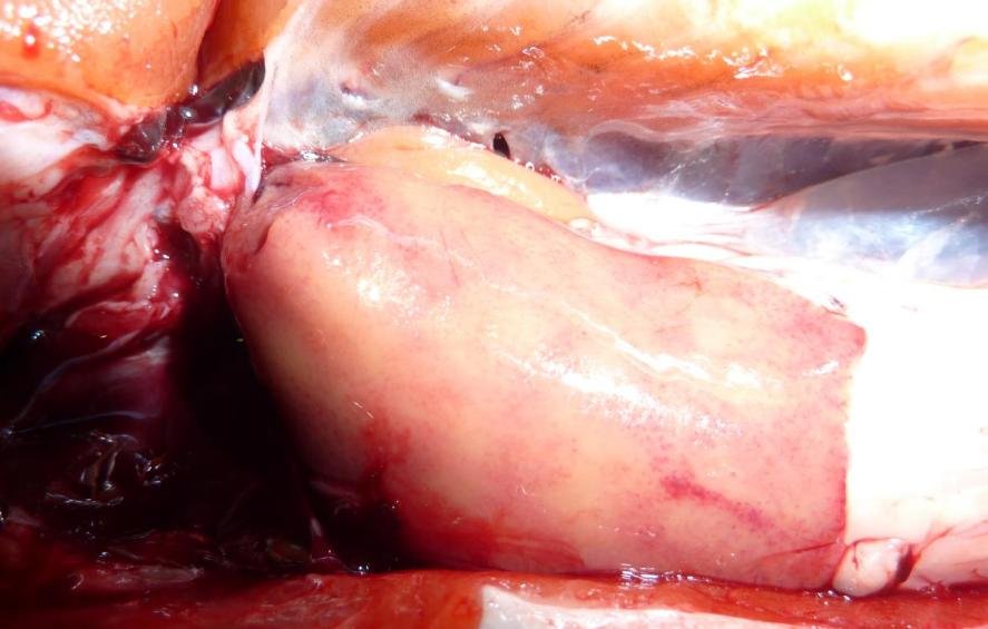 Ardintoul FHI 17 Oct 2019 Photo #6