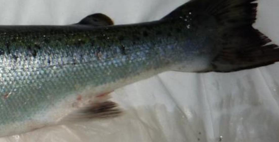 Ardintoul FHI 17 Oct 2019 Photo #7