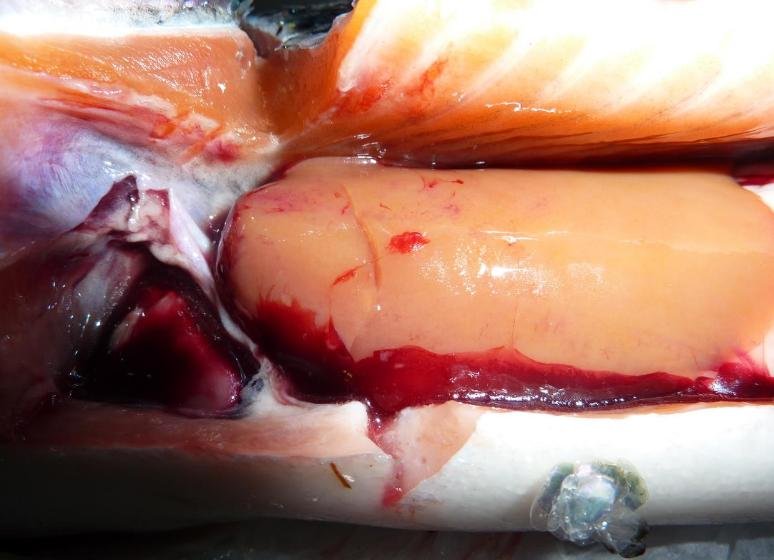 Ardintoul FHI 17 Oct 2019 Photo #8