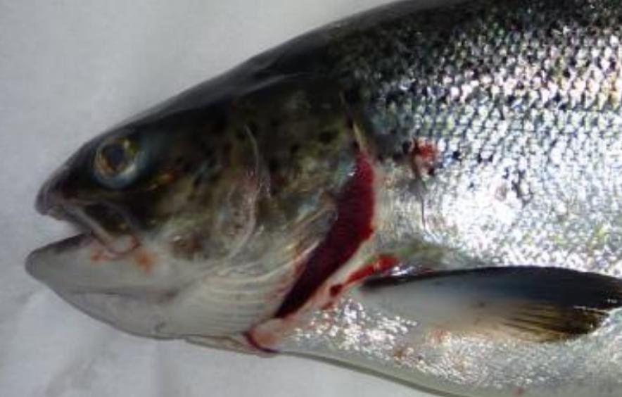 Ardintoul FHI 17 Oct 2019 Photo #9