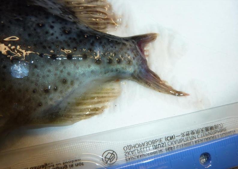 Ardintoul FHI 17 Oct 2019 Photo Lumpfish #2