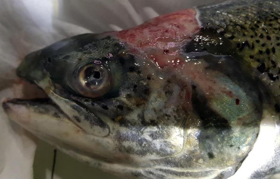 Tabhaigh FHI 13 Nov 2019 Photo #5 worst