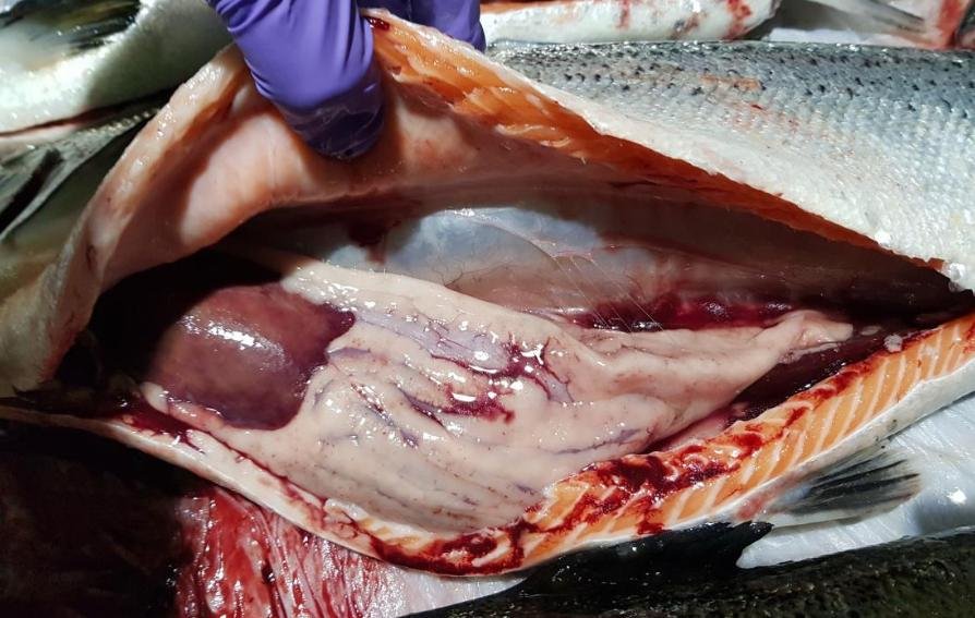 Tabhaigh FHI 13 Nov 2019 Photo #8