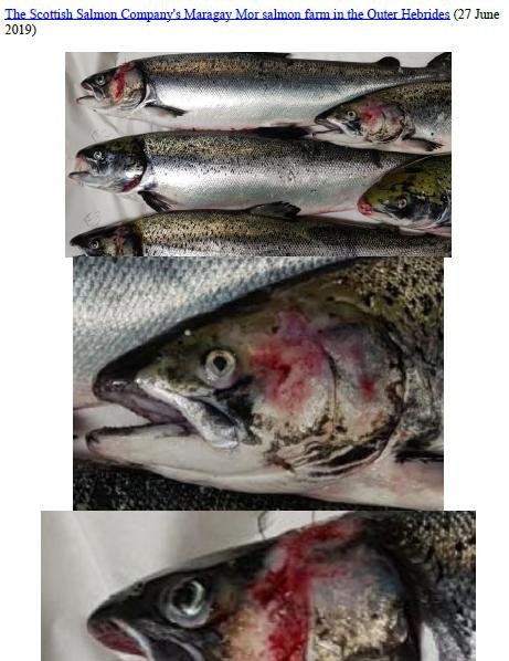 Photo Dossier of FHI Case Information Feb 2020 #9 SSC Maragay Mor Photo Dossier of FHI Case Information Feb 2020 #9 SSC Maragay Mor