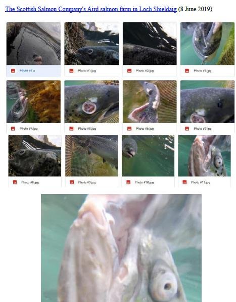 Photo Dossier of FHI Case Information Feb 2020 #10 SSC Aird