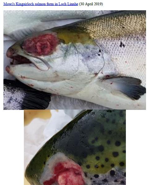 Photo Dossier of FHI Case Information Feb 2020 #11 Mowi Kingairloch Photo Dossier of FHI Case Information Feb 2020 #11 Mowi Kingairloch