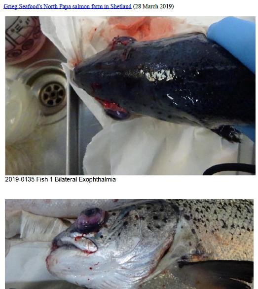 Photo Dossier of FHI Case Information Feb 2020 #12 Grieg North Papa