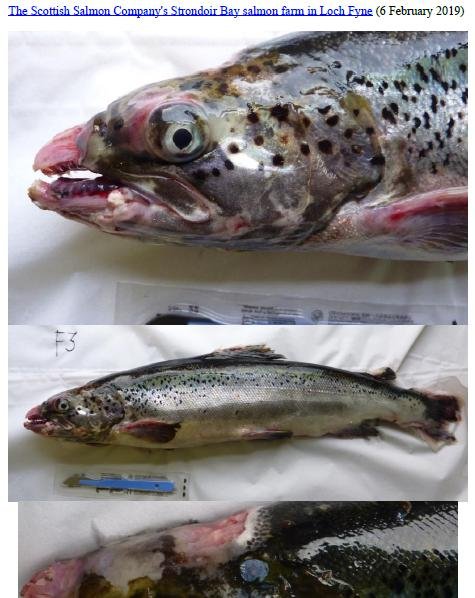 Photo Dossier of FHI Case Information Feb 2020 #13 SSC Strondoir Bay Photo Dossier of FHI Case Information Feb 2020 #13 SSC Strondoir Bay