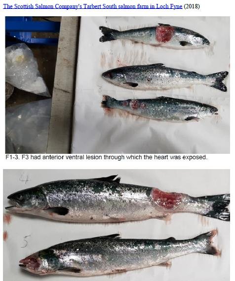 Photo Dossier of FHI Case Information Feb 2020 #19 SSC Tarbert South Photo Dossier of FHI Case Information Feb 2020 #19 SSC Tarbert South