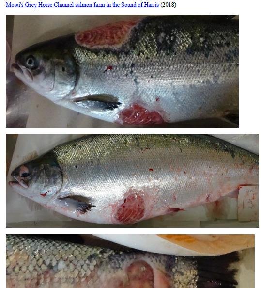 Photo Dossier of FHI Case Information Feb 2020 #21 Mowi Grey Horse Channel