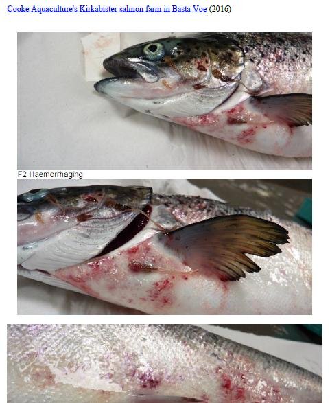 Photo Dossier of FHI Case Information Feb 2020 #30 Cooke Kirkabister