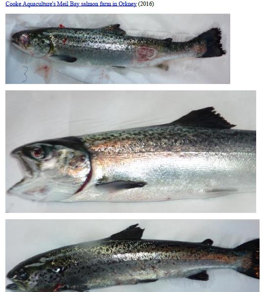 Photo Dossier of FHI Case Information Feb 2020 #35 Cooke Meil Bay