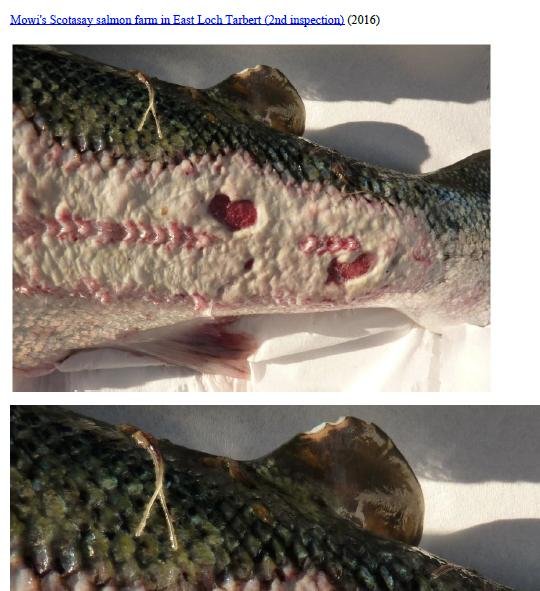 Photo Dossier of FHI Case Information Feb 2020 #38 Mowi Scotasay Photo Dossier of FHI Case Information Feb 2020 #38 Mowi Scotasay