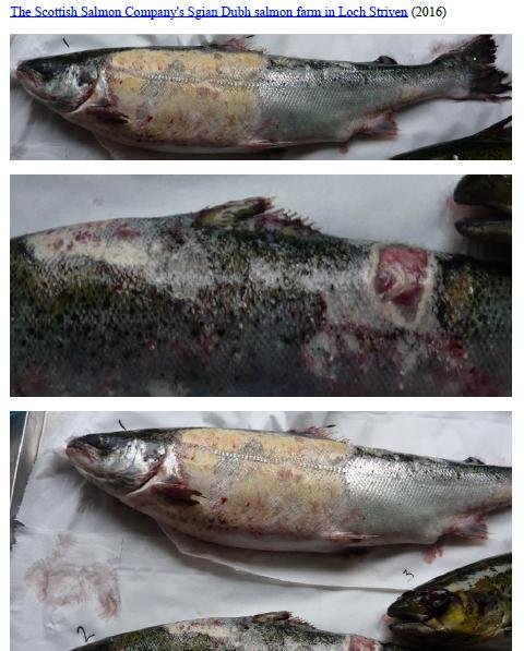 Photo Dossier of FHI Case Information Feb 2020 #40 SSC Sgian Dubh Photo Dossier of FHI Case Information Feb 2020 #40 SSC Sgian Dubh